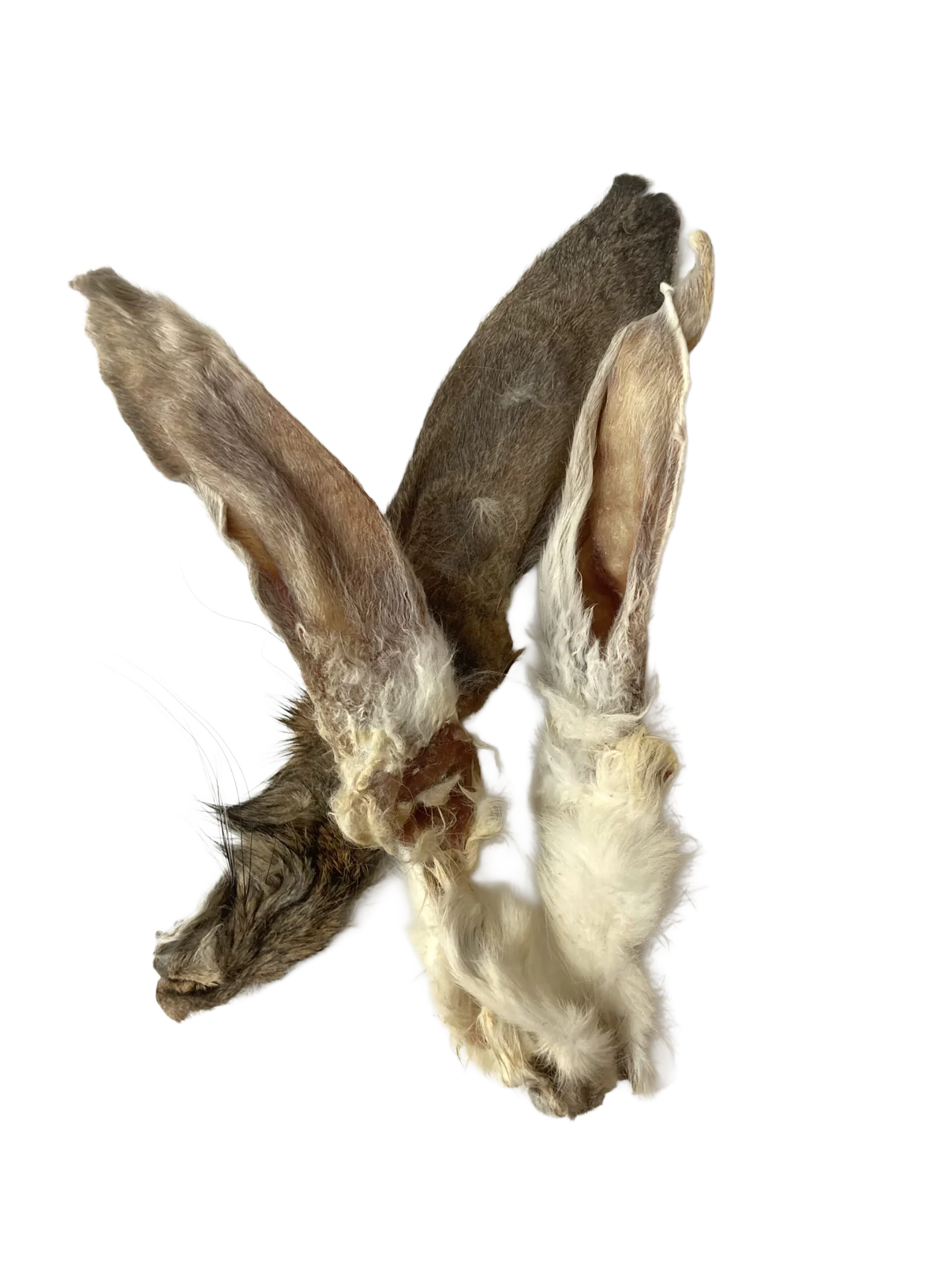 Konijnenoren