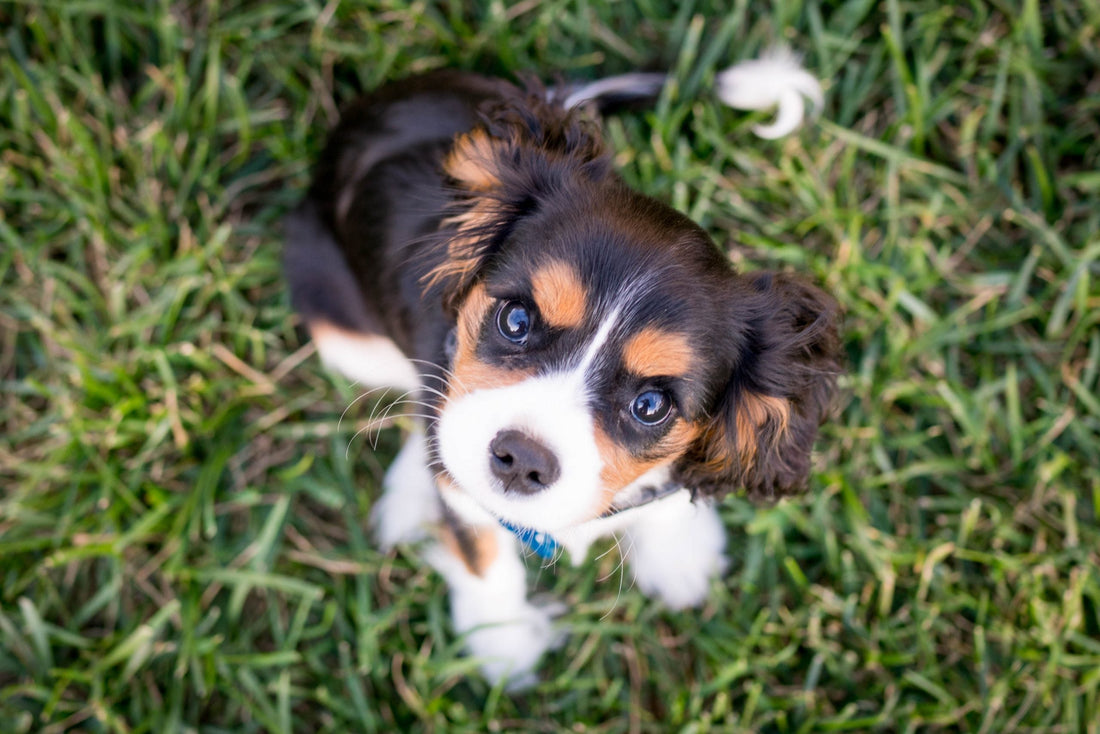 austin-kirk-QZenflkkwt0-unsplash