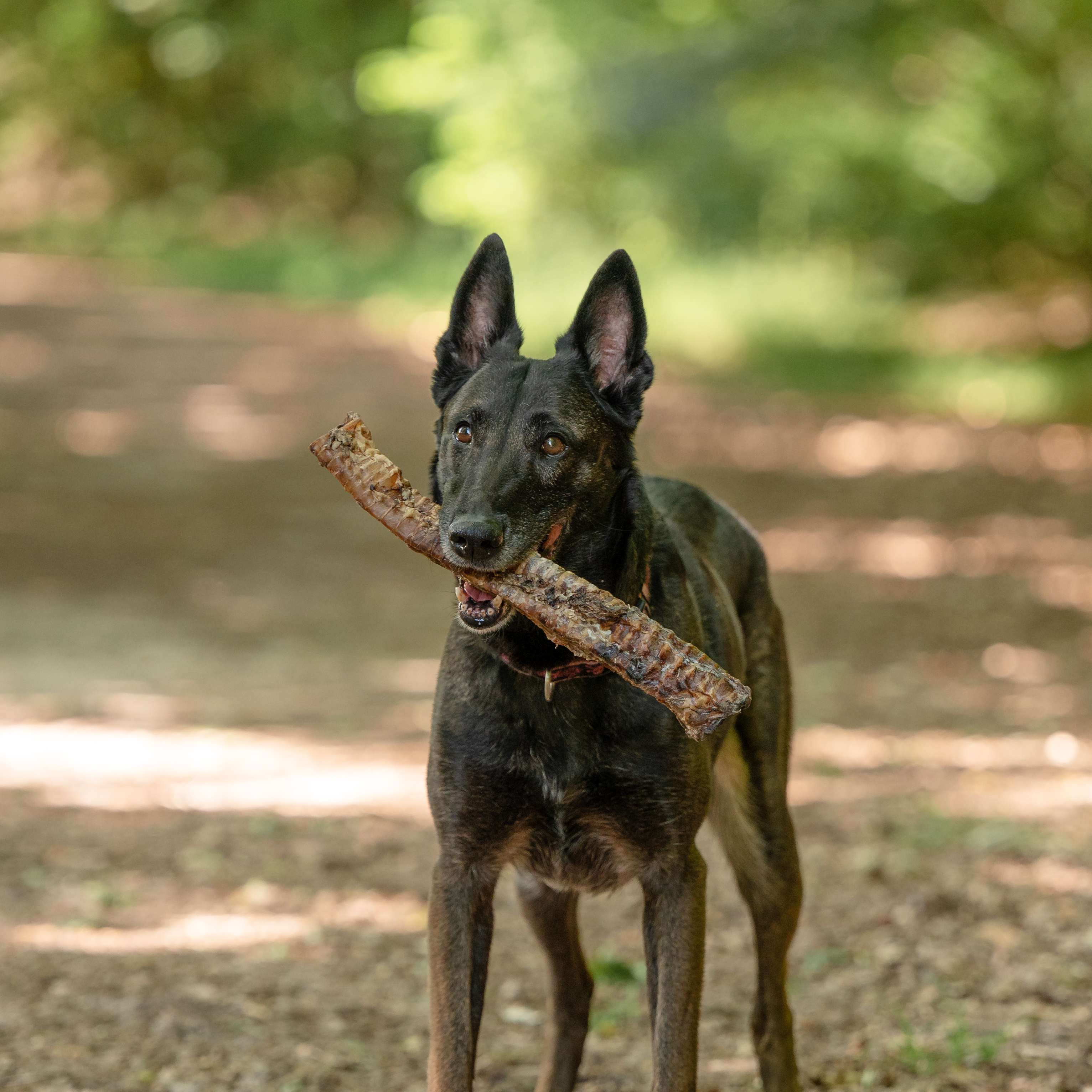 Hond - Kluiven