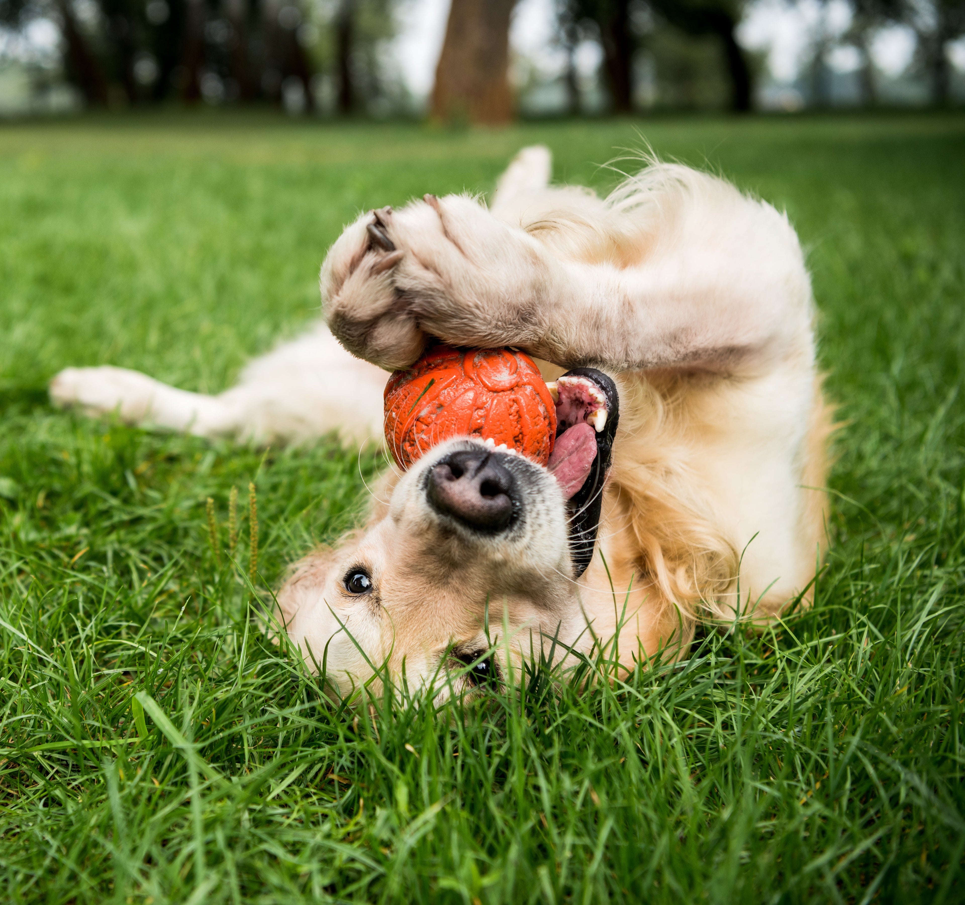 Hond - Overig