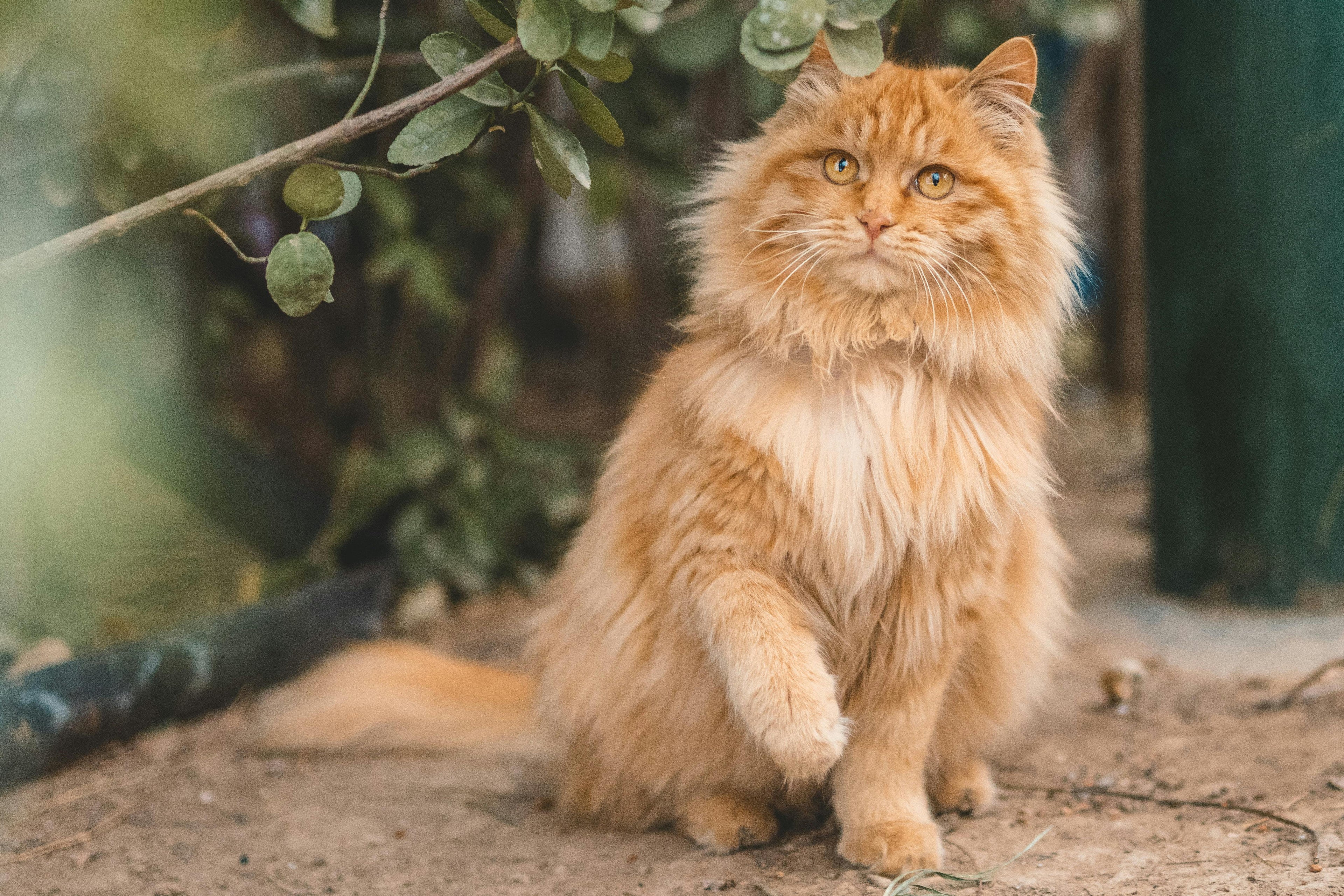 Kat - Pakketten