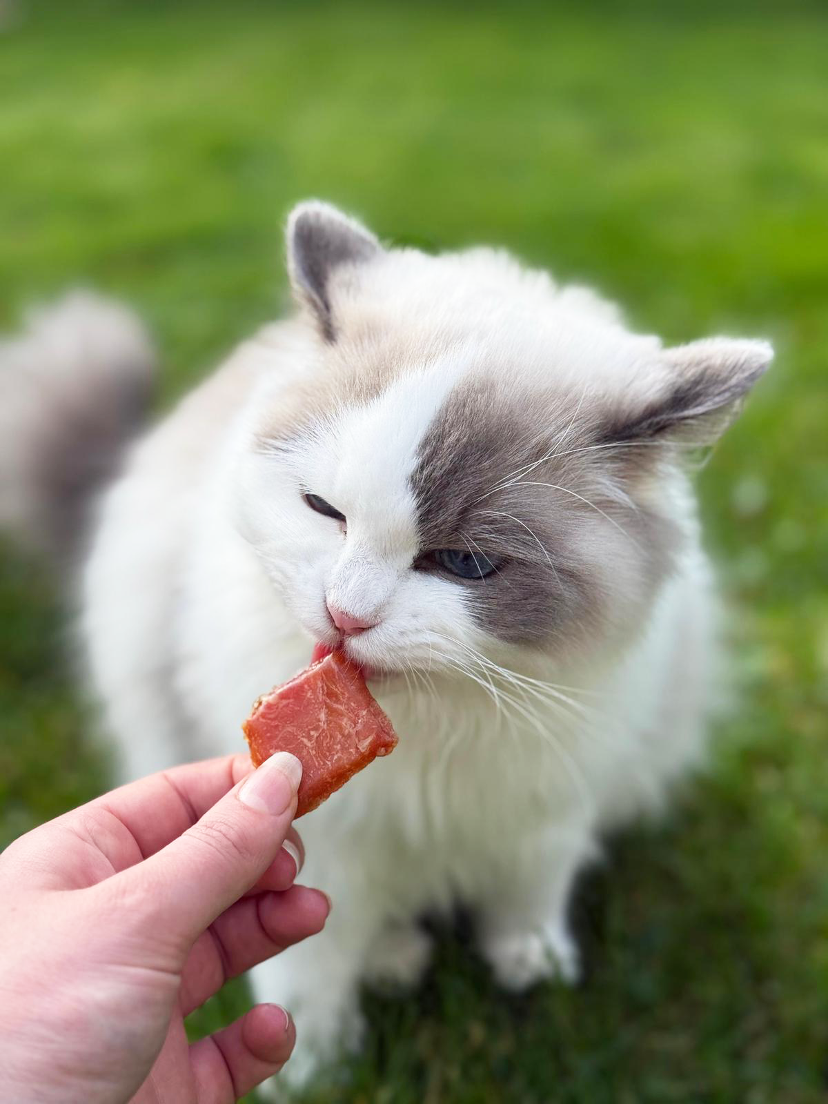Kat - Snacks