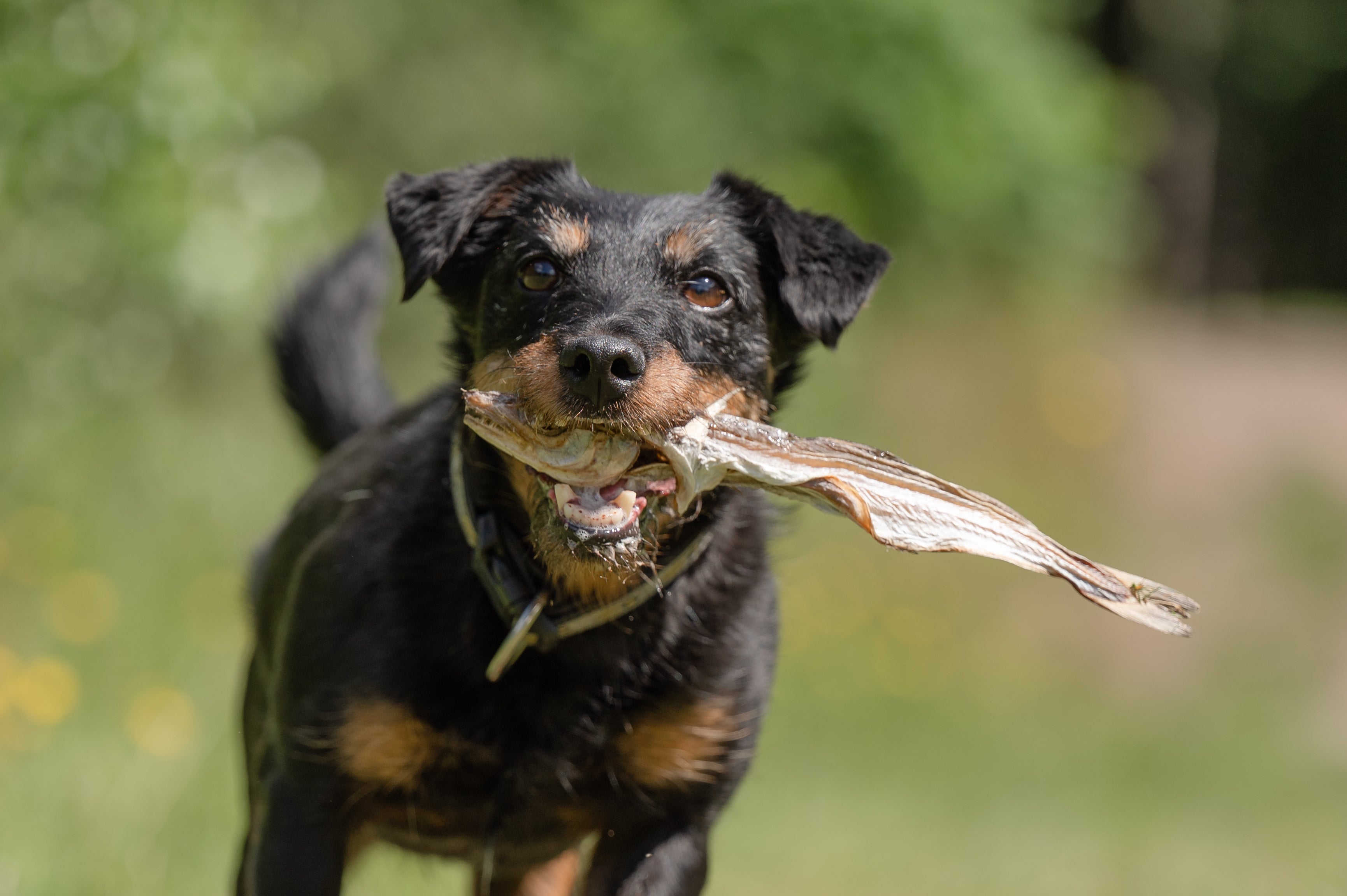 Hond - Snacks